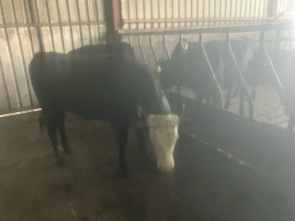 2 Herford Yearling Heifer’s - Image 2