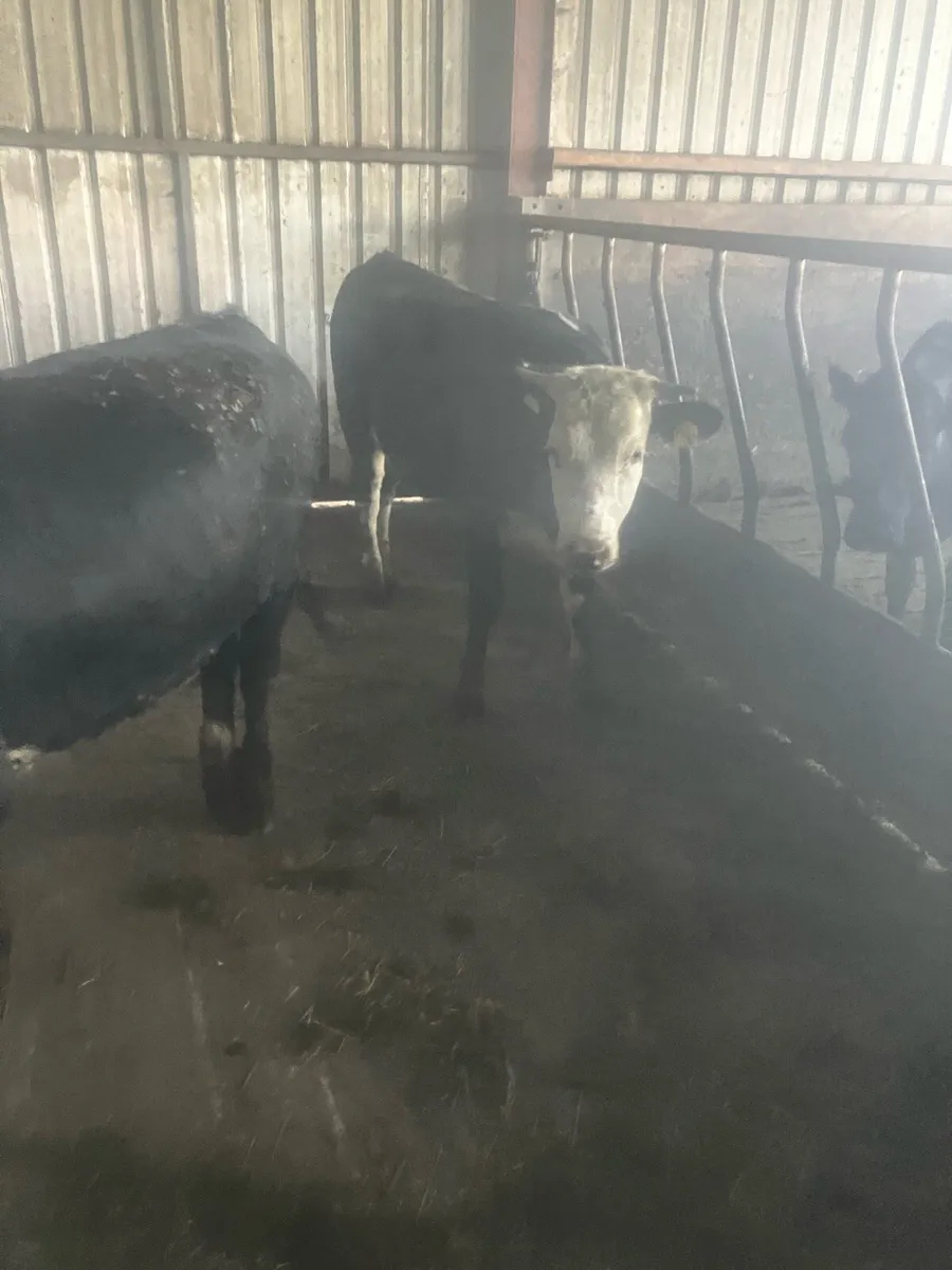 2 Herford Yearling Heifer’s - Image 3