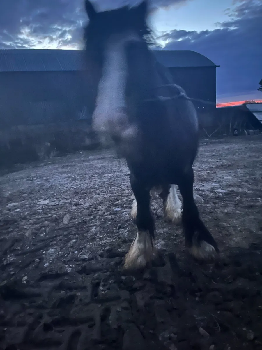 Small heavy stallion ideal teaser - Image 2