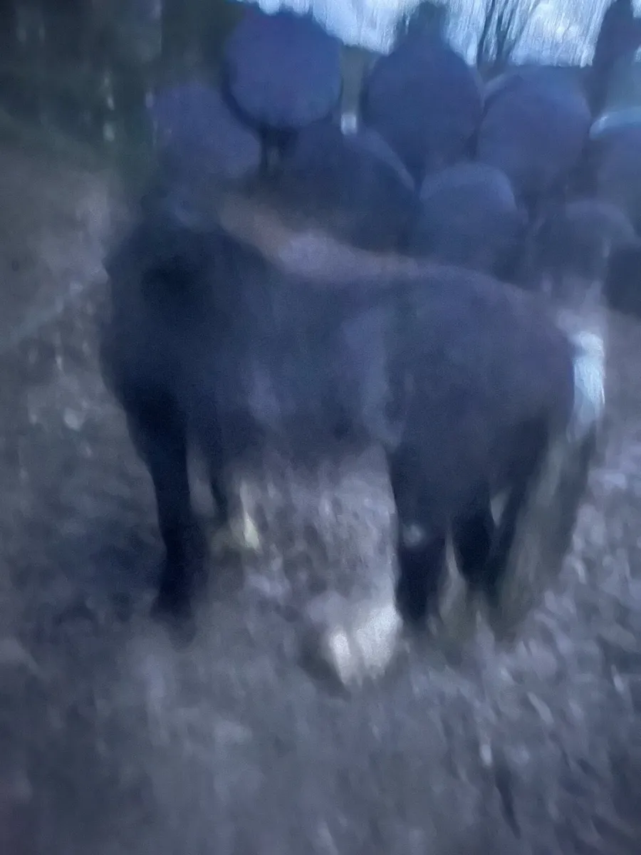 Small heavy stallion ideal teaser - Image 3