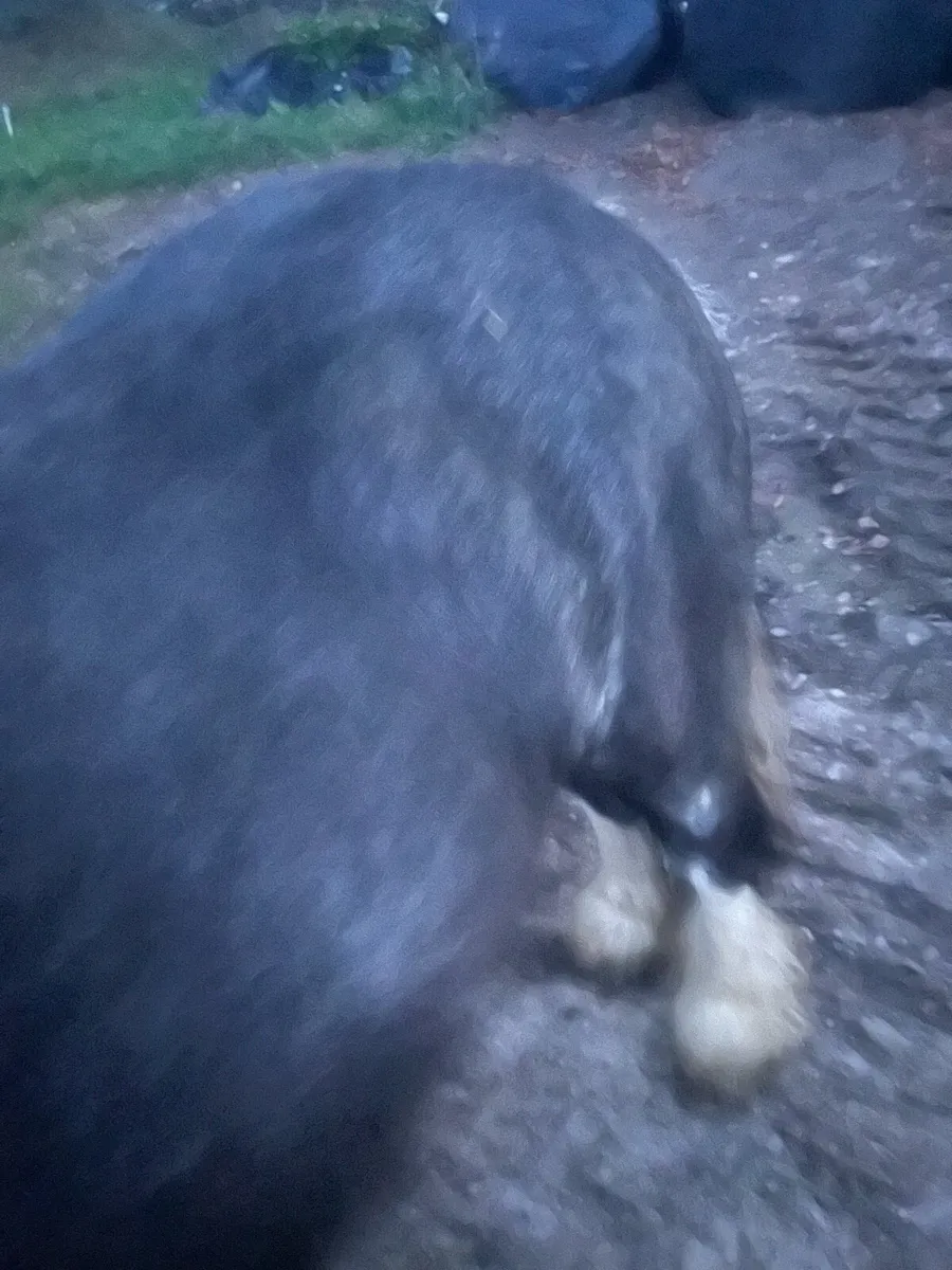 Small heavy stallion ideal teaser - Image 4