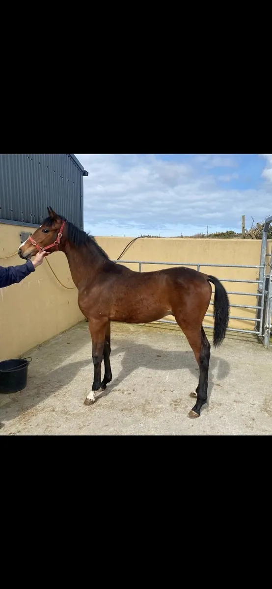 Colt foal by Sligo Candy Boy - Image 1