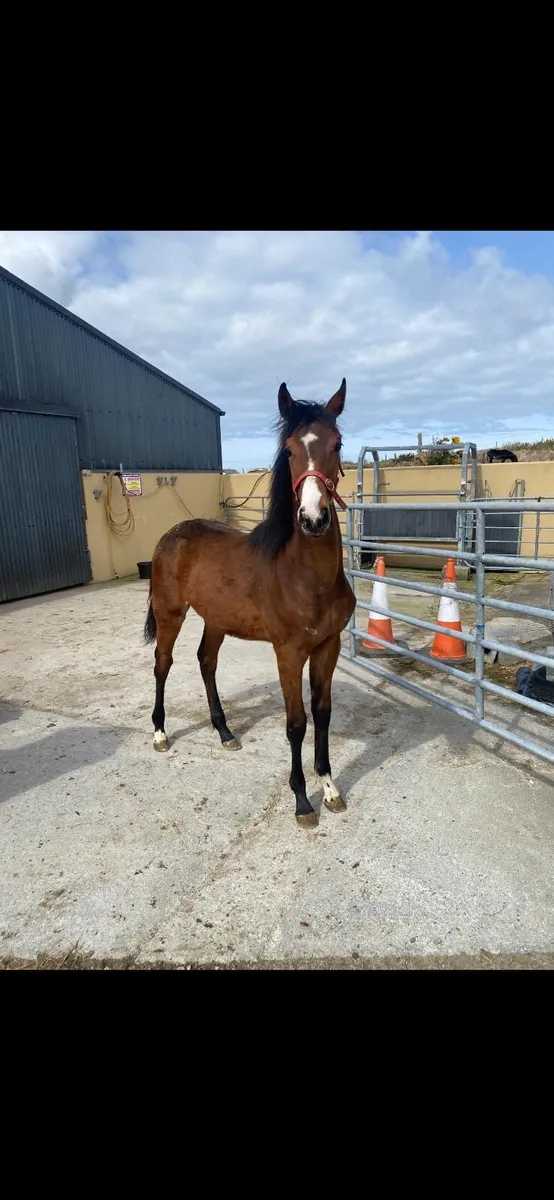 Colt foal by Sligo Candy Boy - Image 3