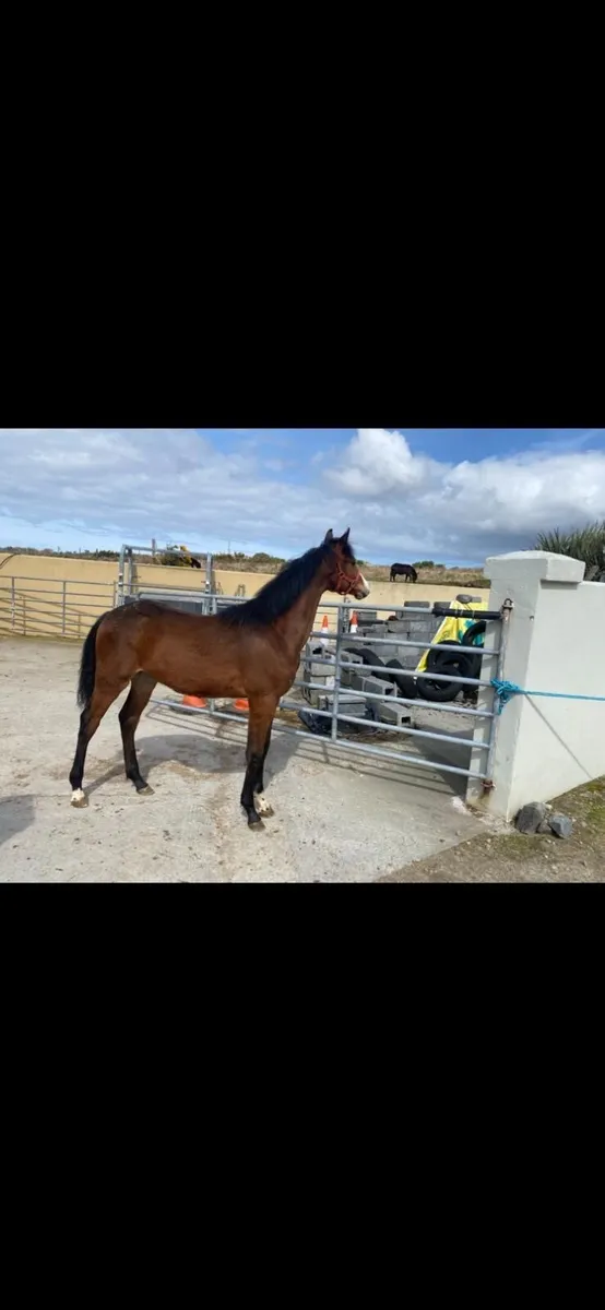 Colt foal by Sligo Candy Boy - Image 4