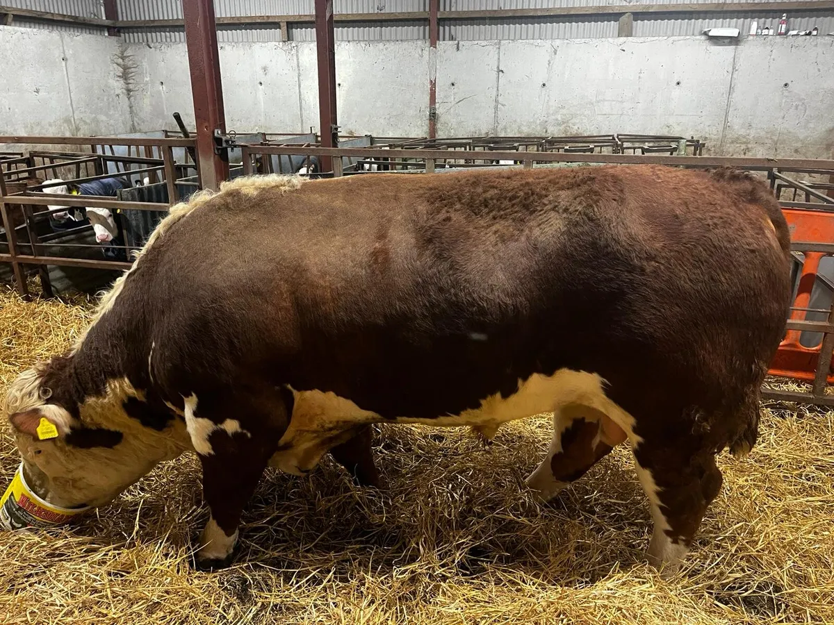 Hereford Bull - Image 1