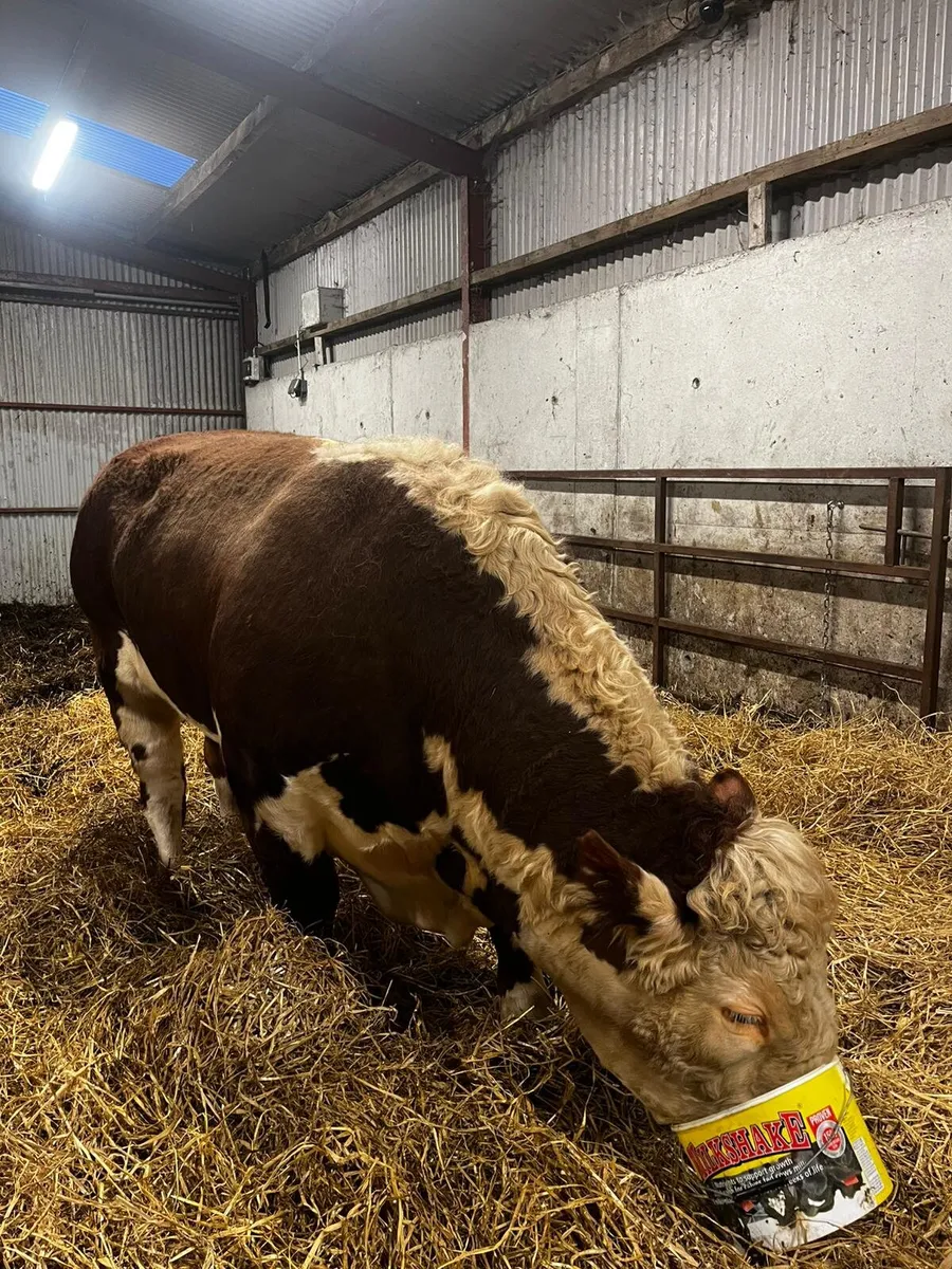 Hereford Bull - Image 2