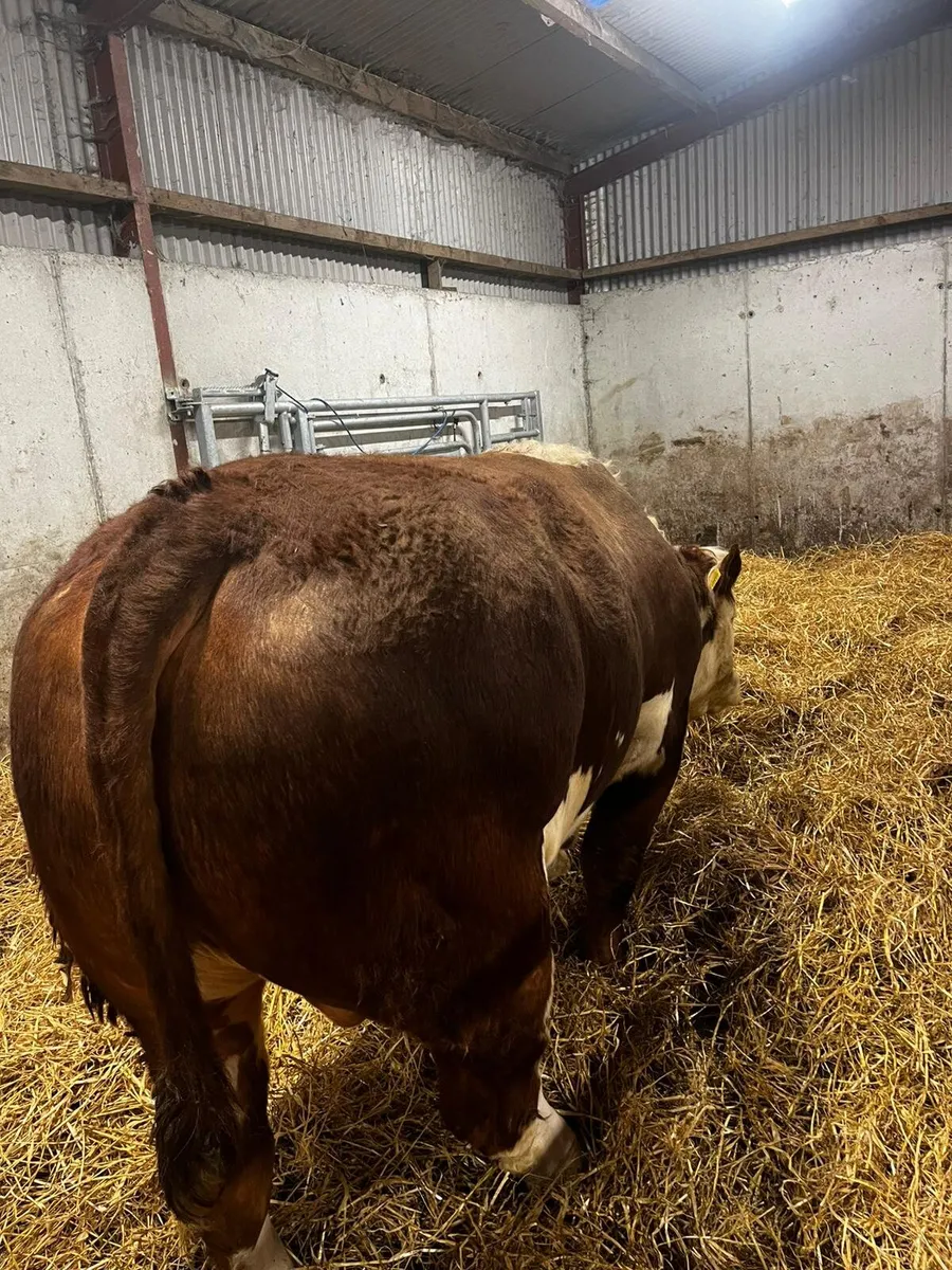 Hereford Bull - Image 4