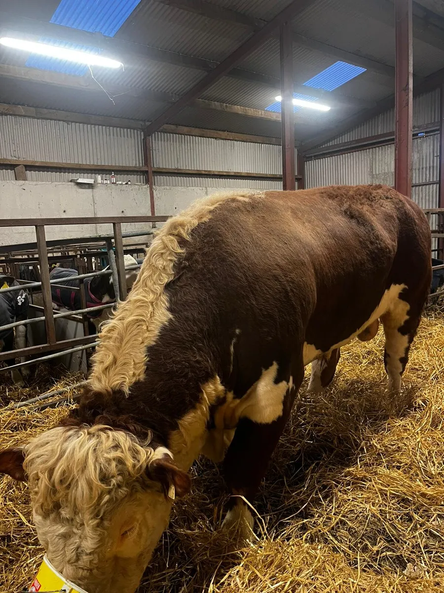 Hereford Bull - Image 3