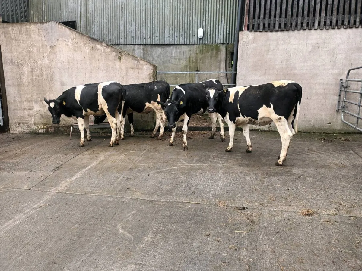 Farm animals - Image 3