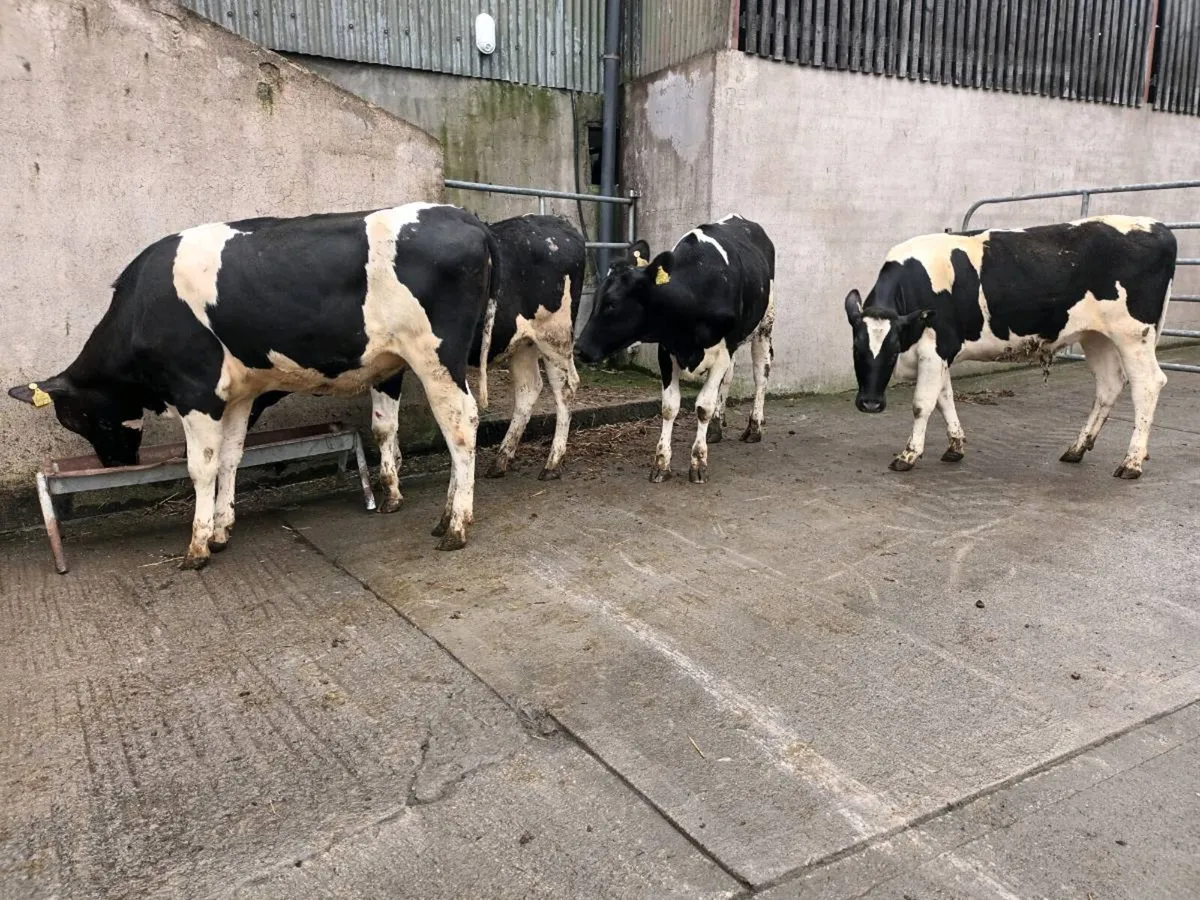 Farm animals - Image 4