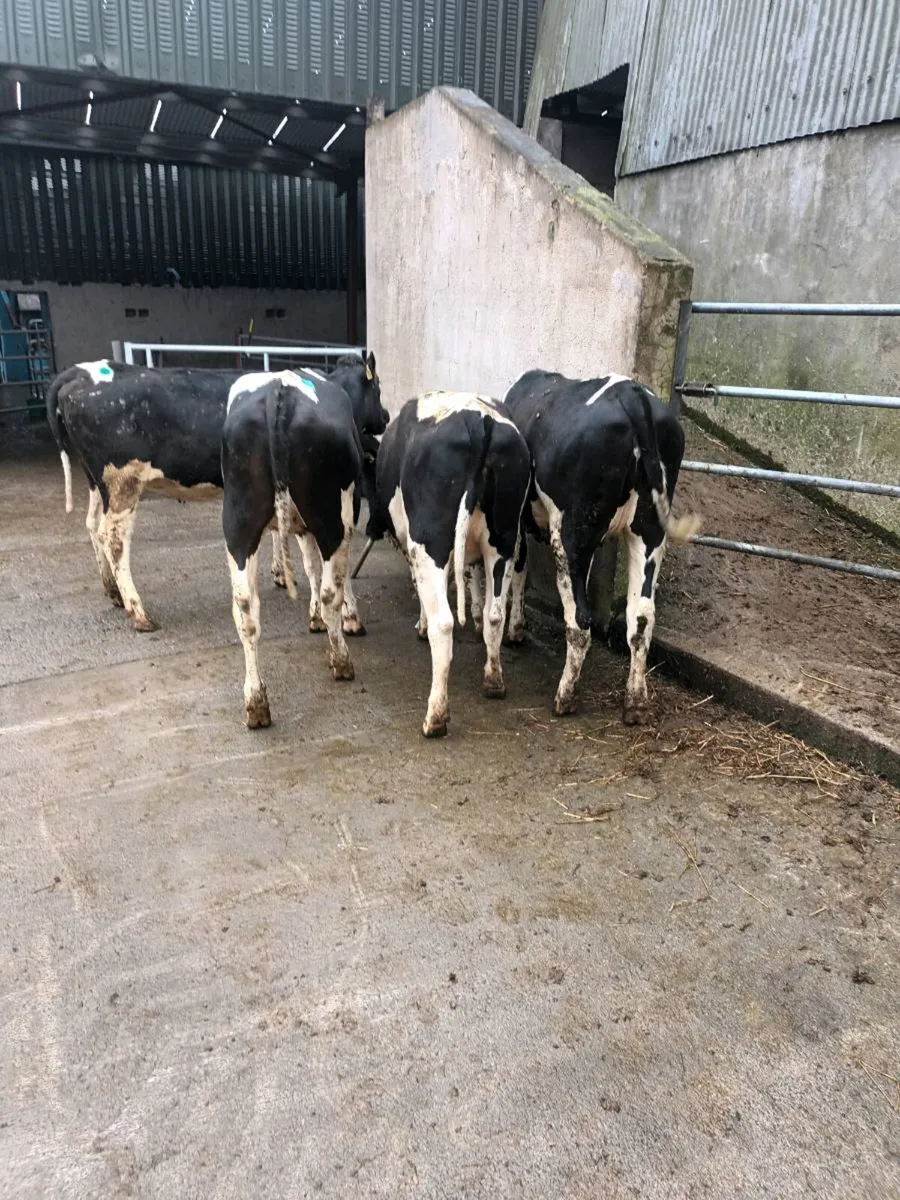 Farm animals - Image 1