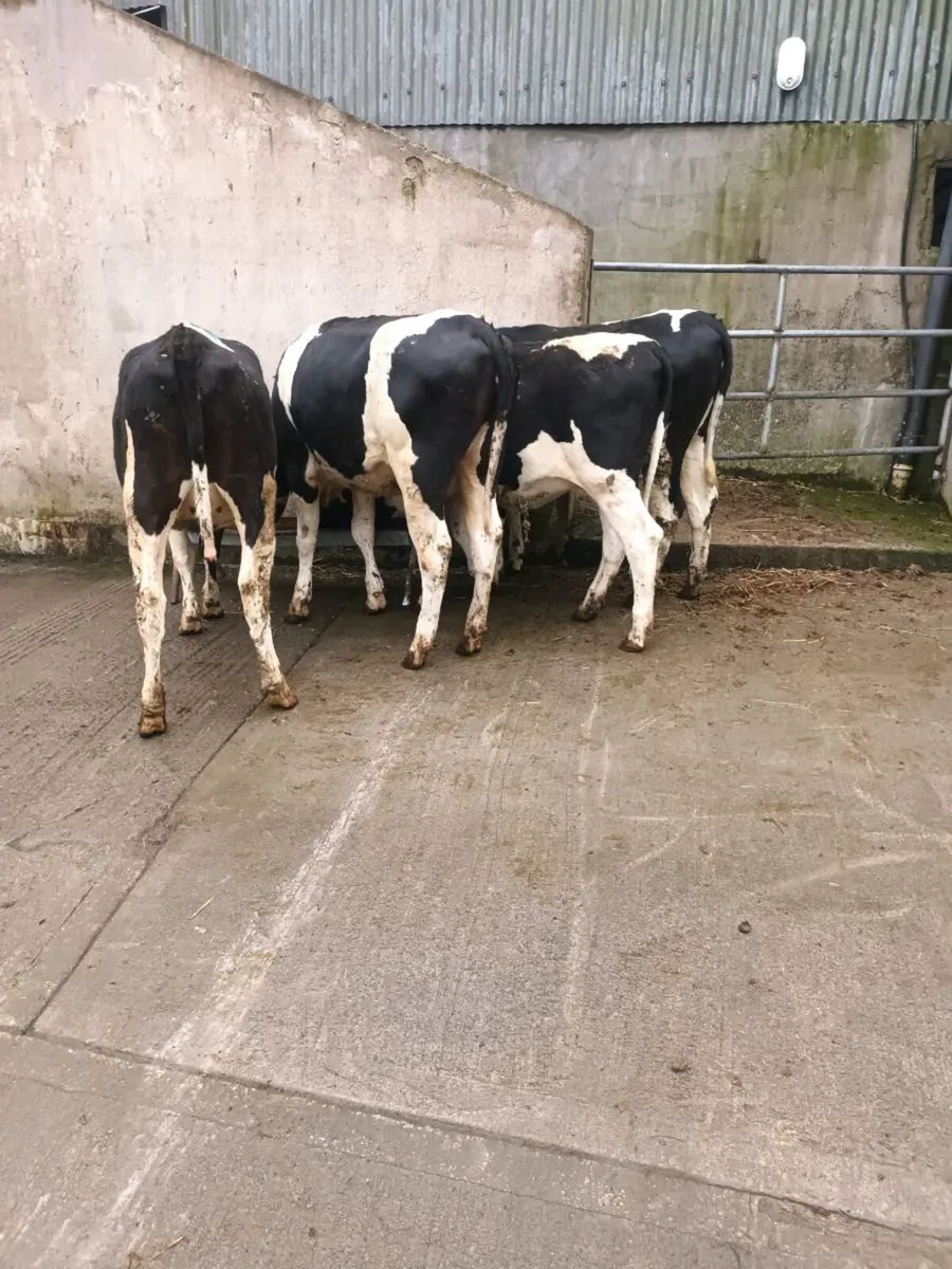 Farm animals - Image 2