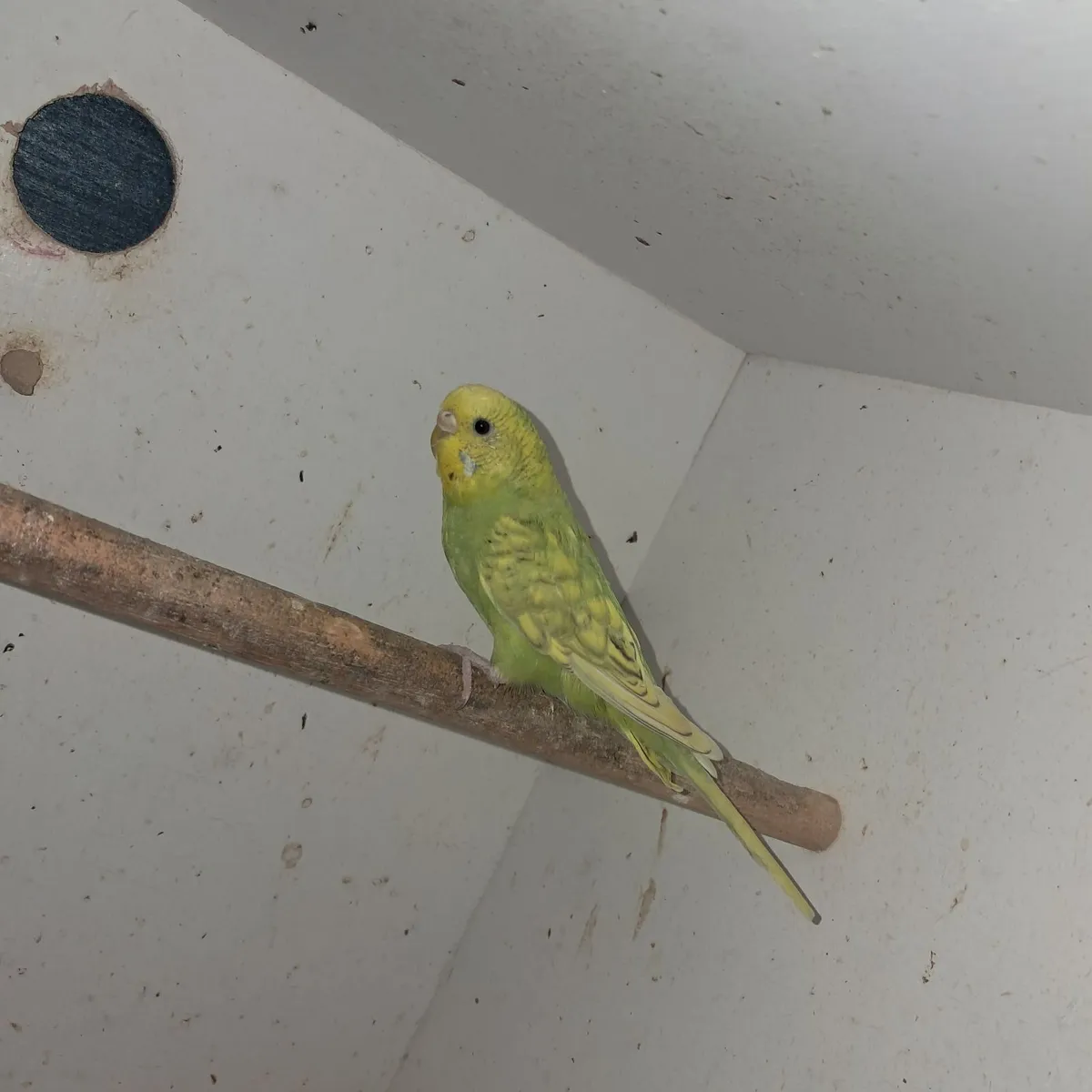 Budgies - Image 1