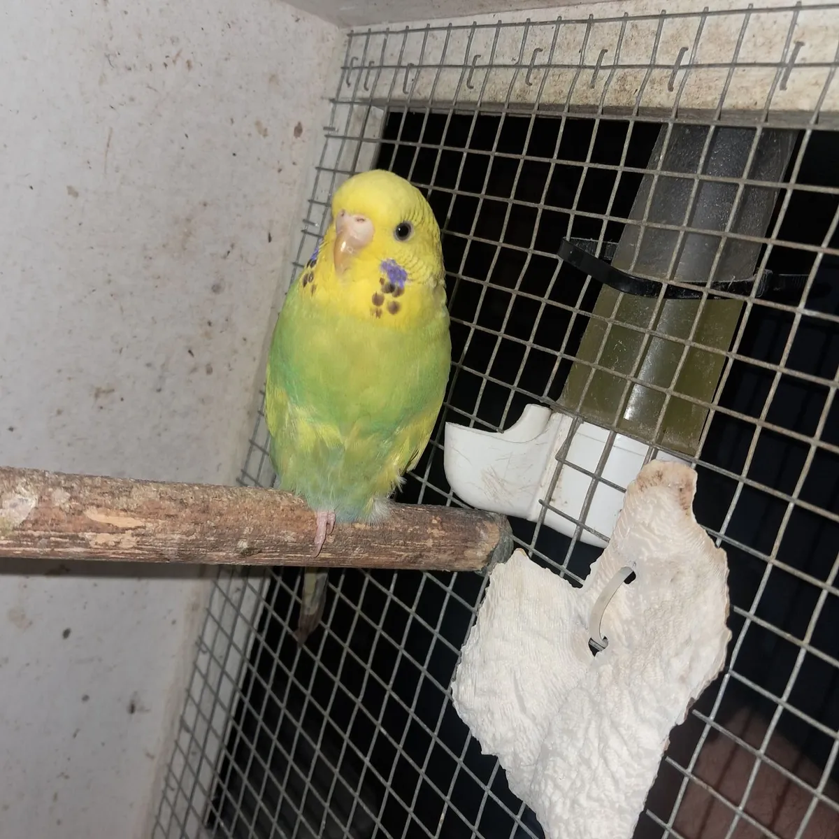 Budgies - Image 2