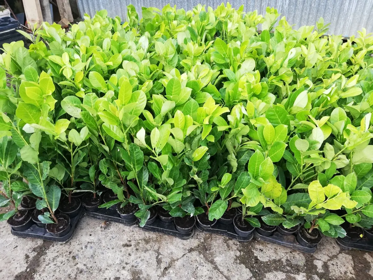 Laurel Hedging - Image 3