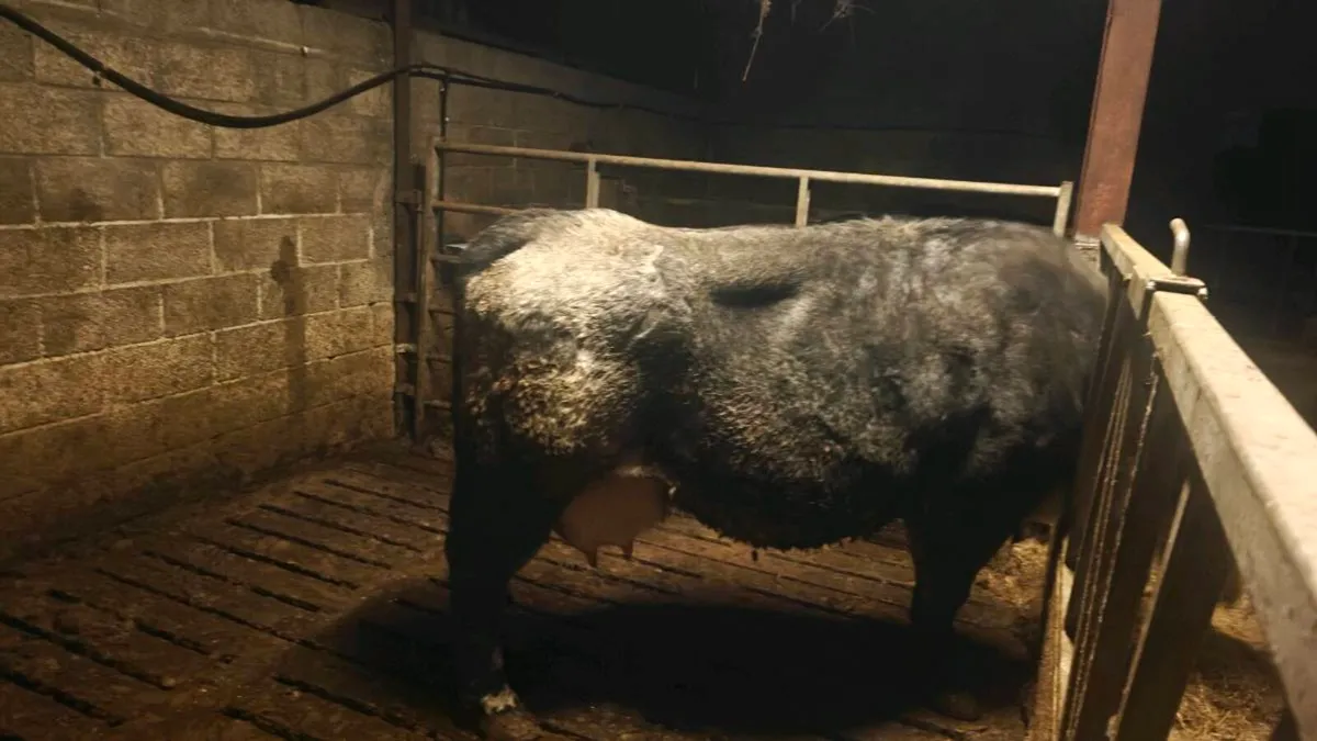 Foster Cow - Image 1