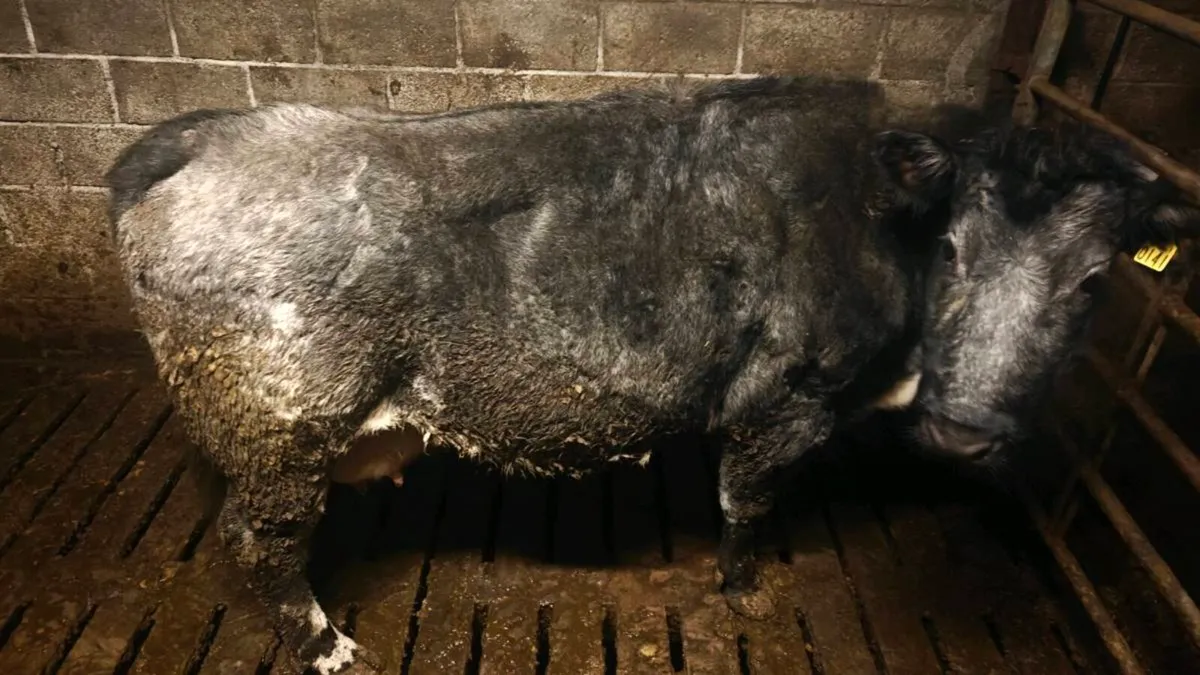 Foster Cow - Image 2