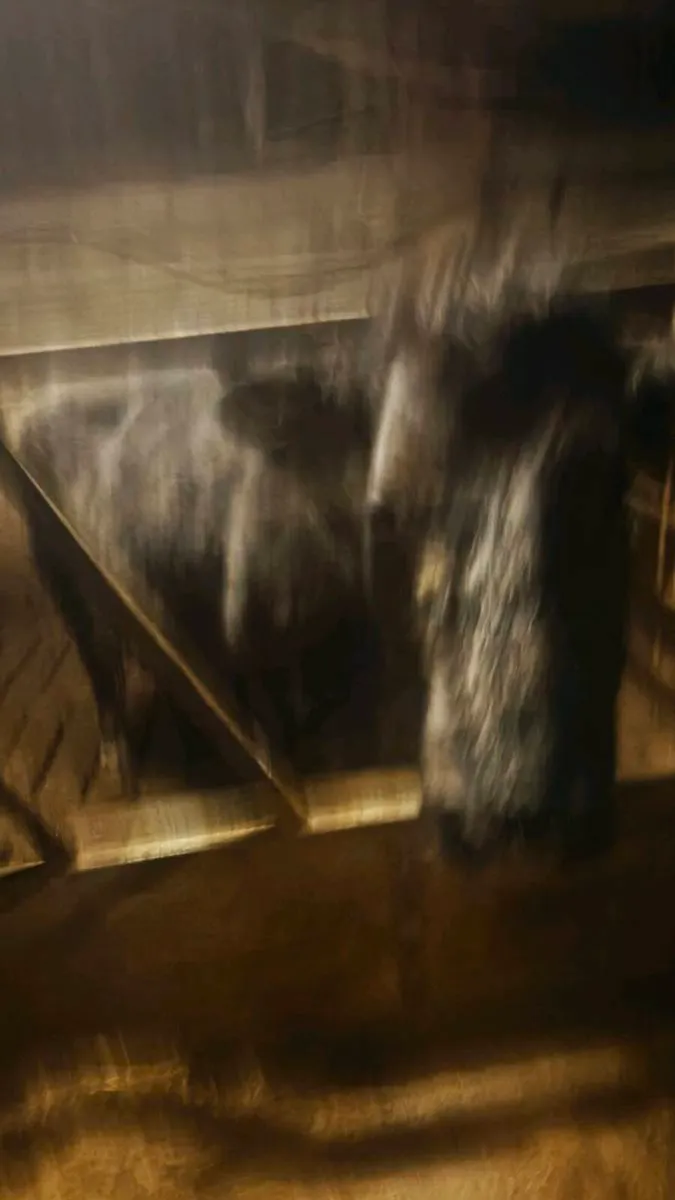 Foster Cow - Image 3
