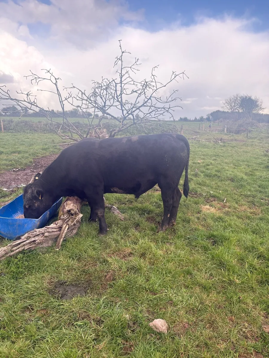 Angus bull - Image 1