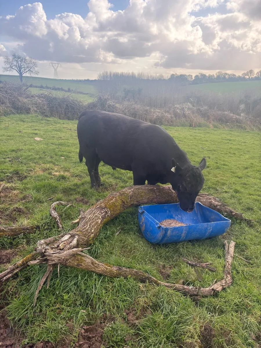 Angus bull - Image 2