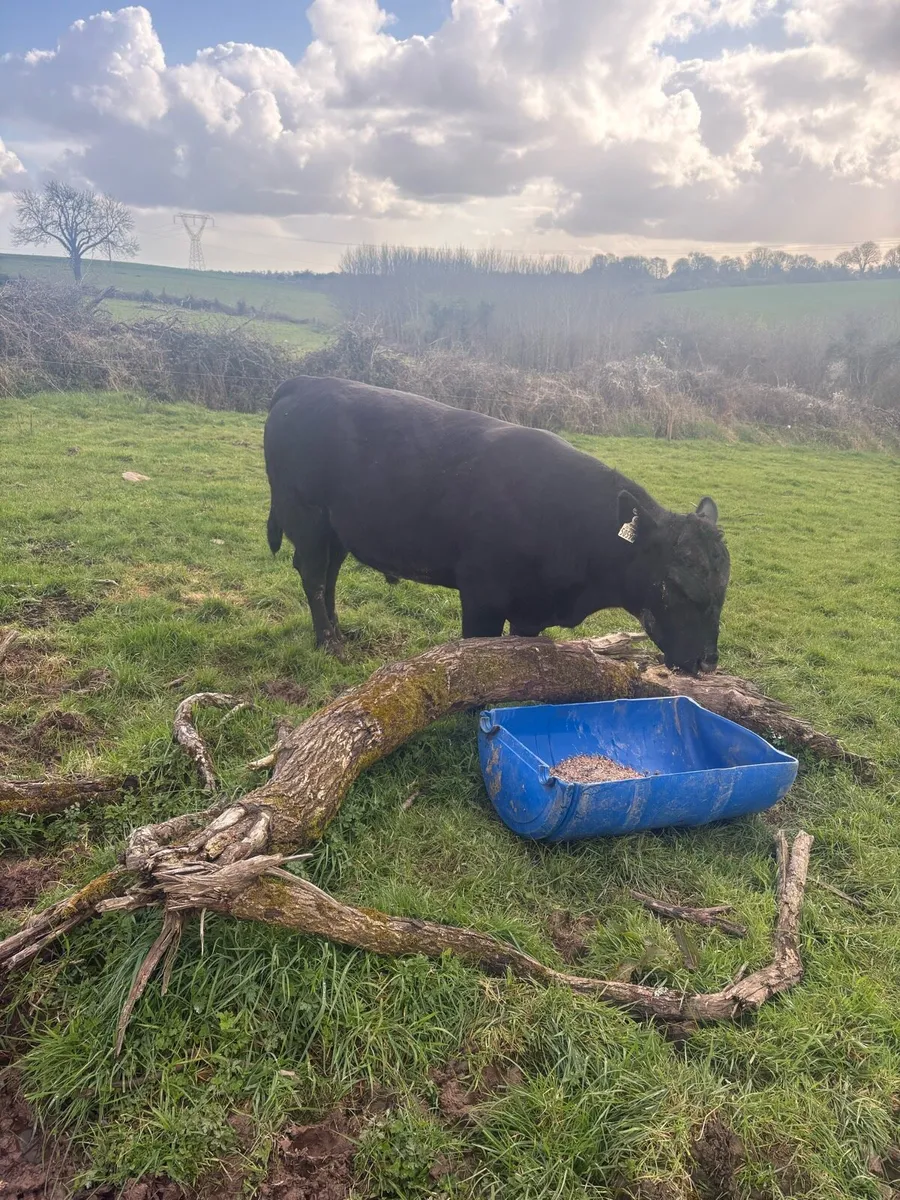 Angus bull - Image 3