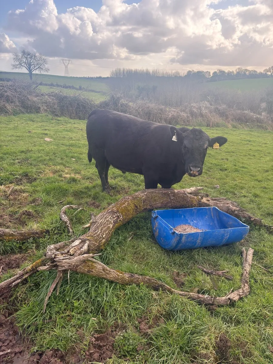 Angus bull - Image 4