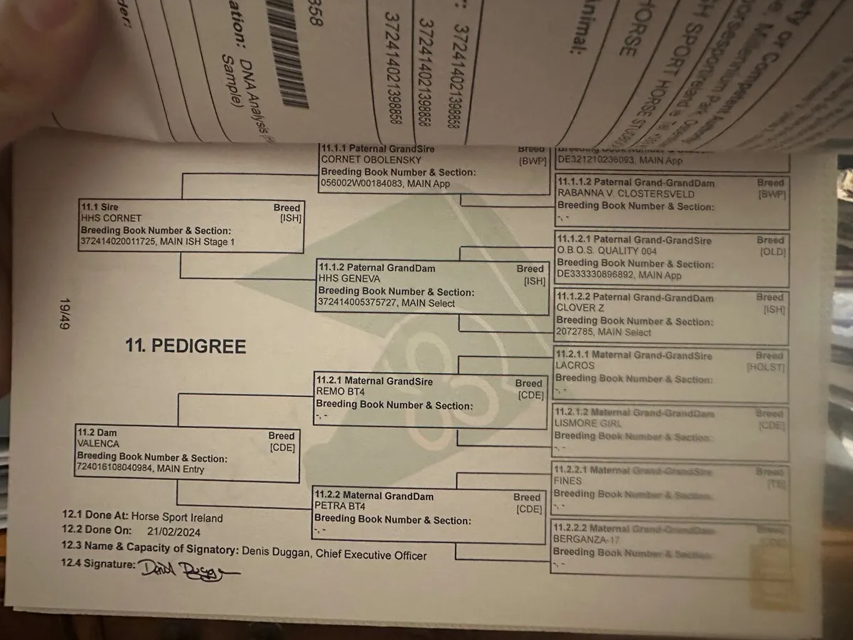 Top class eventing broodmare - Image 3