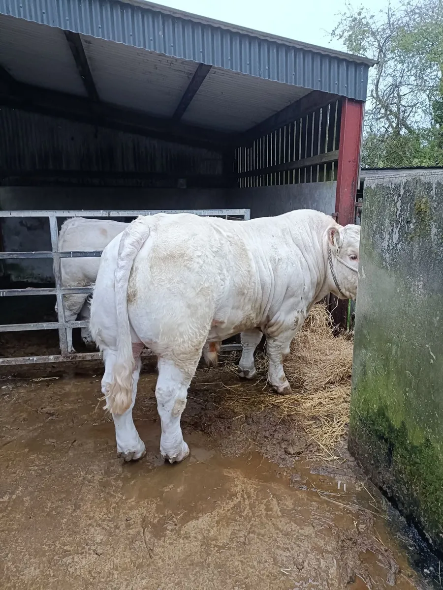 Charolais bull