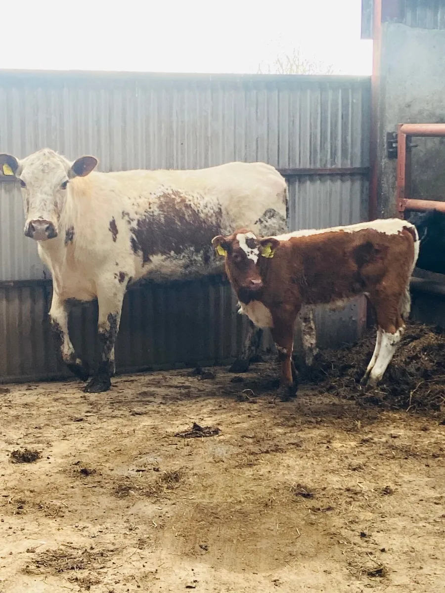 First Calver & Heifer calf - Image 1