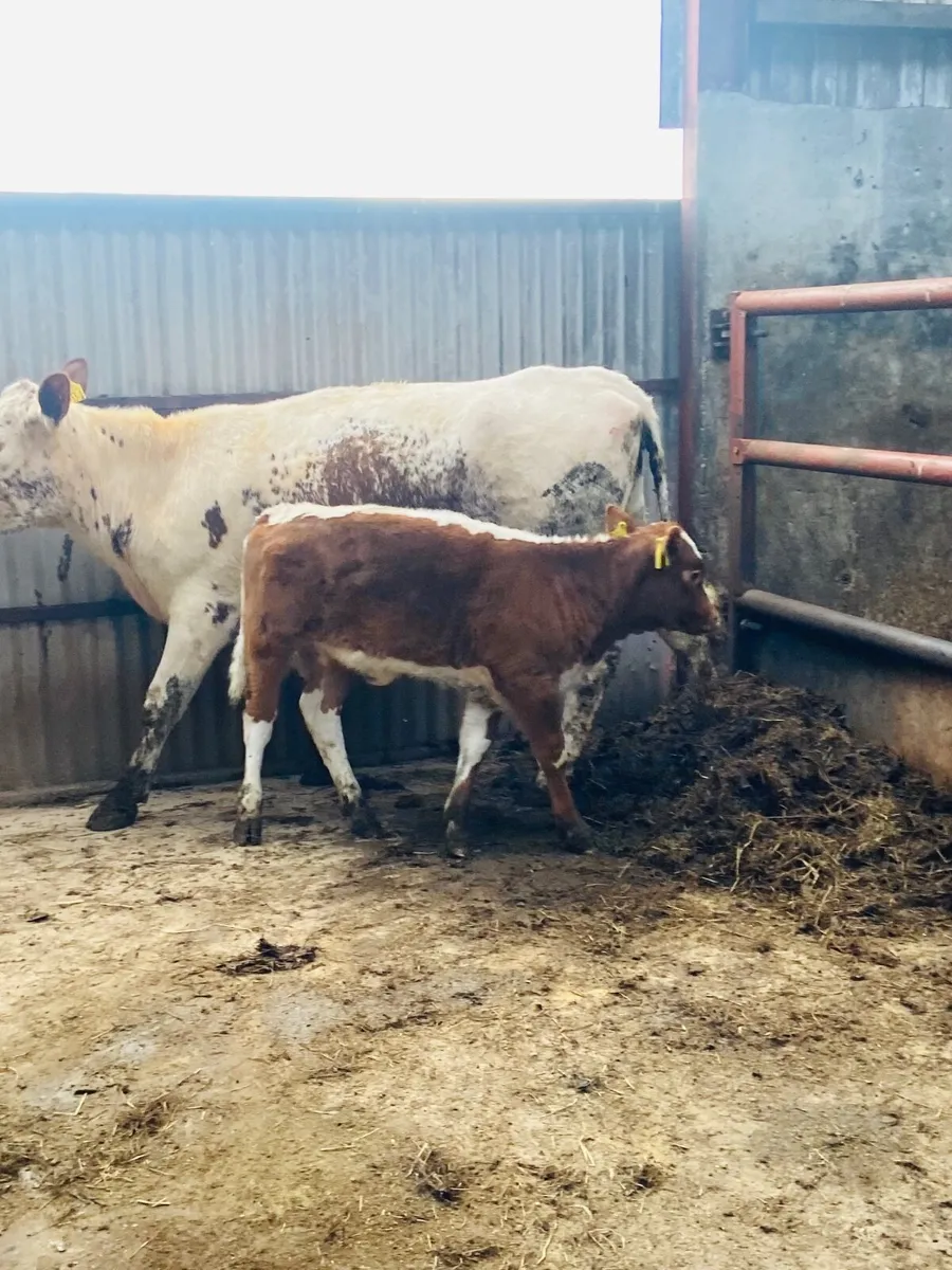 First Calver & Heifer calf - Image 2