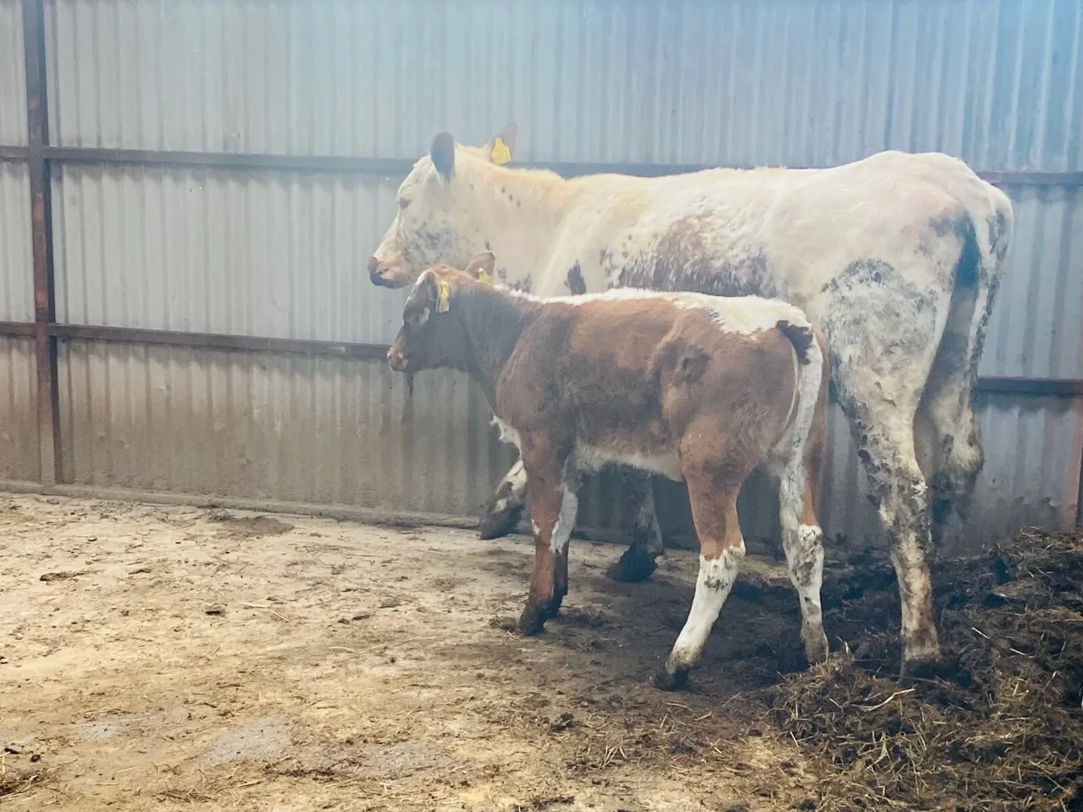 First Calver & Heifer calf - Image 3