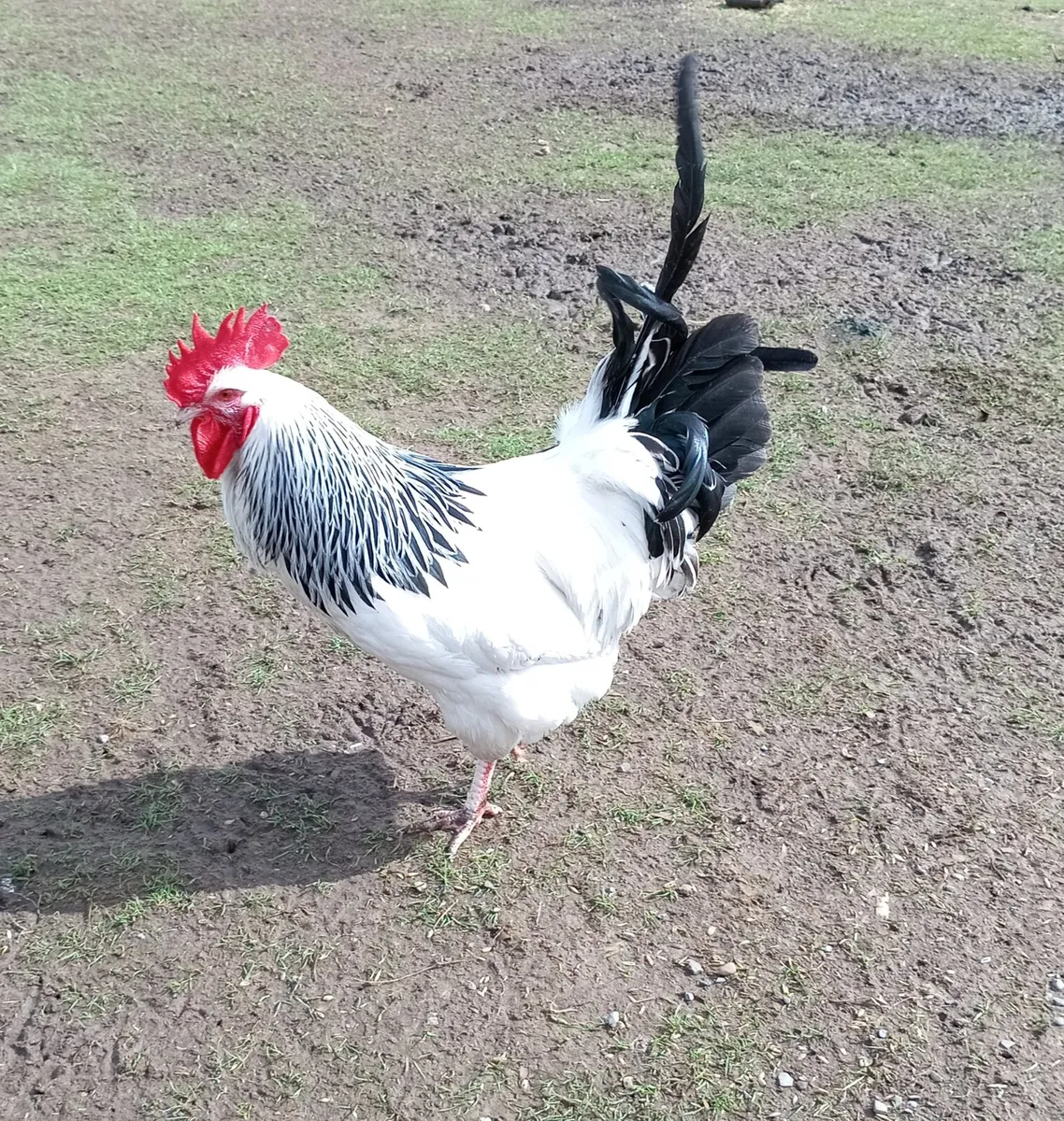Rooster - Image 4