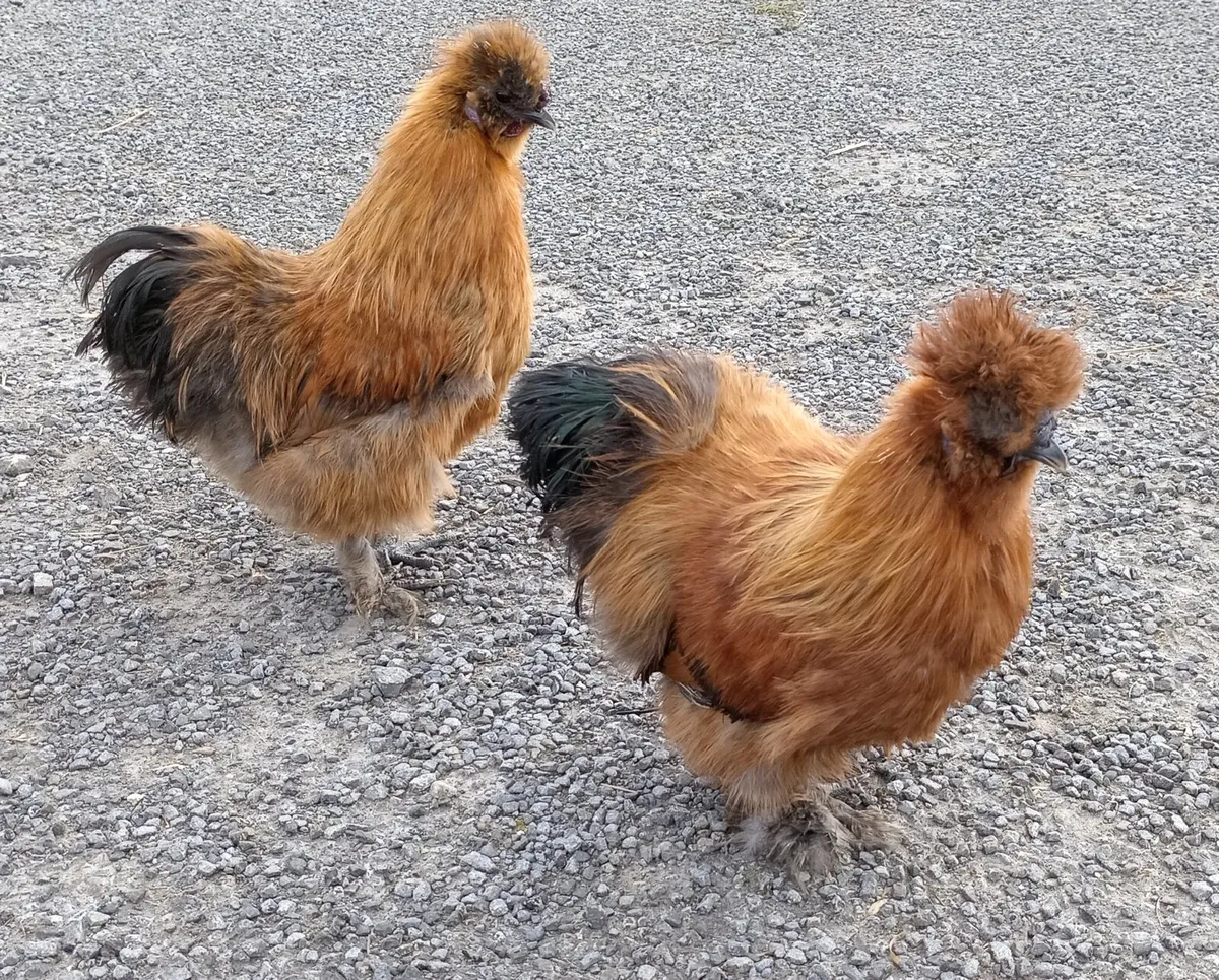 Roosters - Image 3