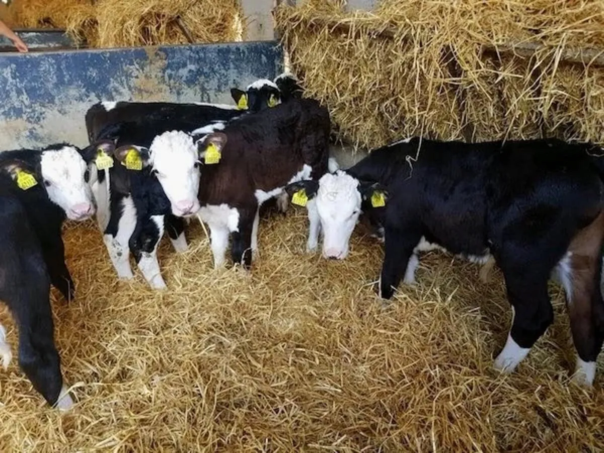Hereford calves