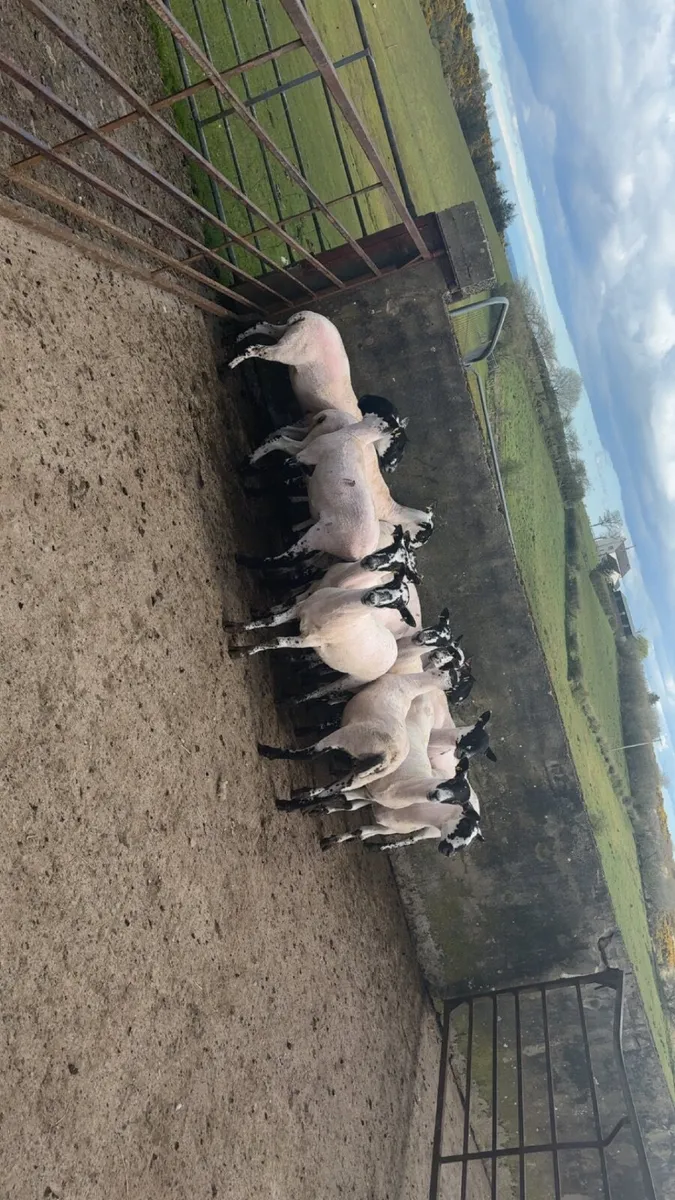 mule ewe hoggets - Image 2