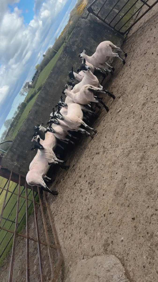 mule ewe hoggets - Image 1