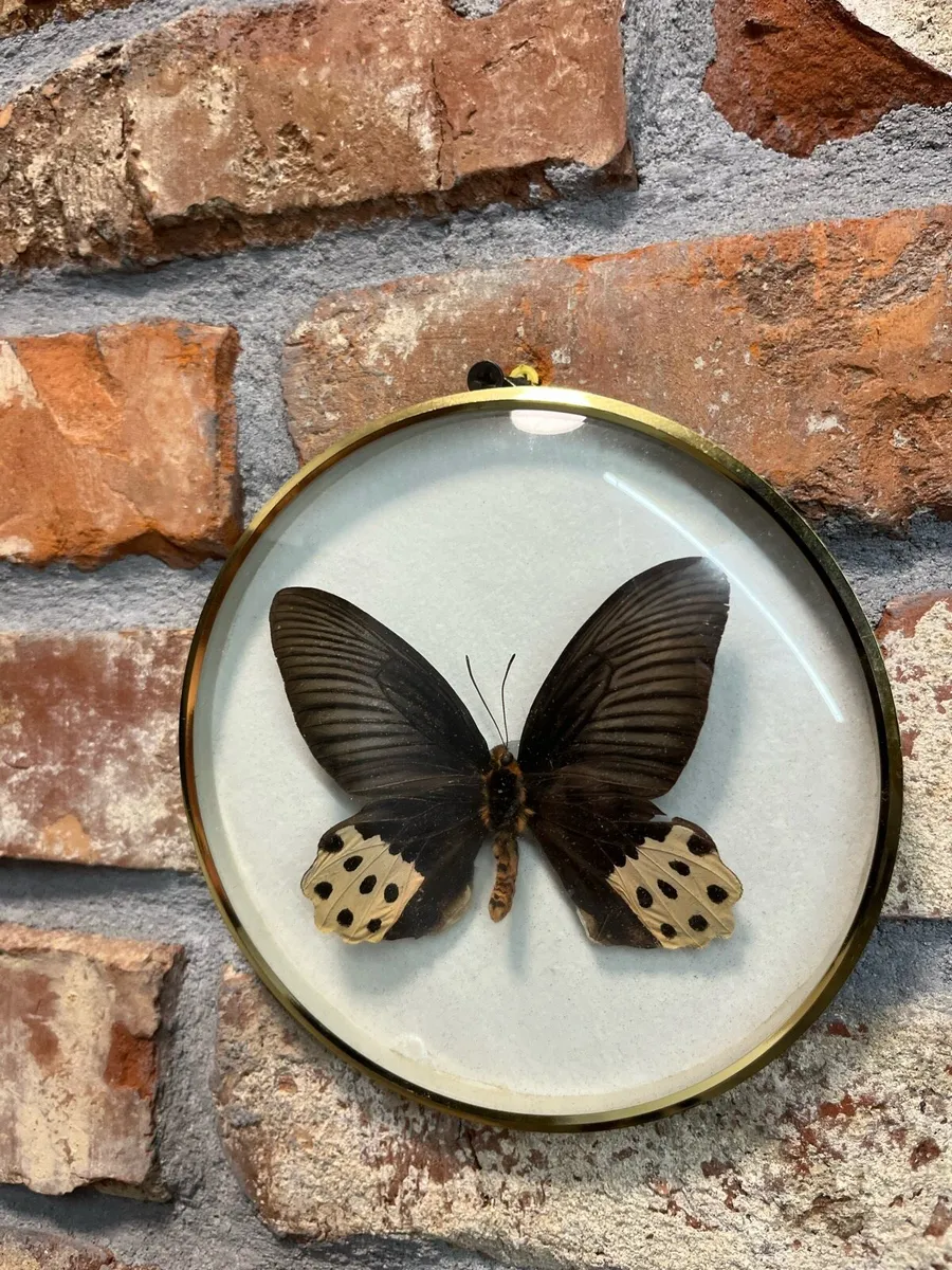 Natural decoration - Image 1