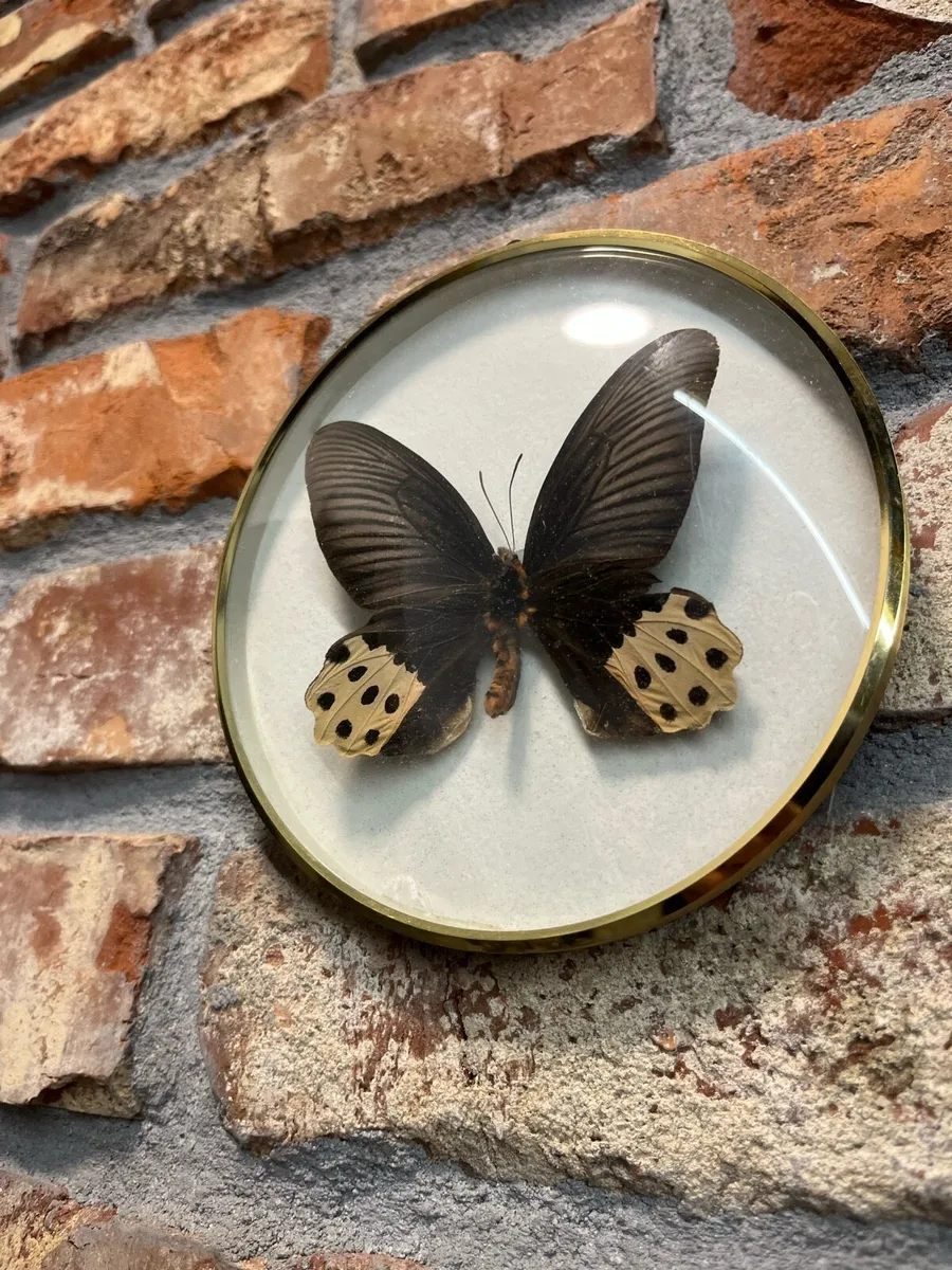 Natural decoration - Image 2