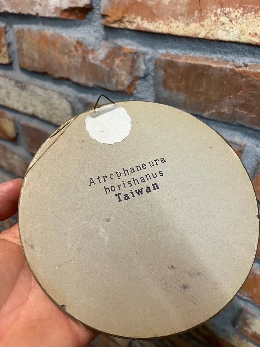 Natural decoration - Image 4