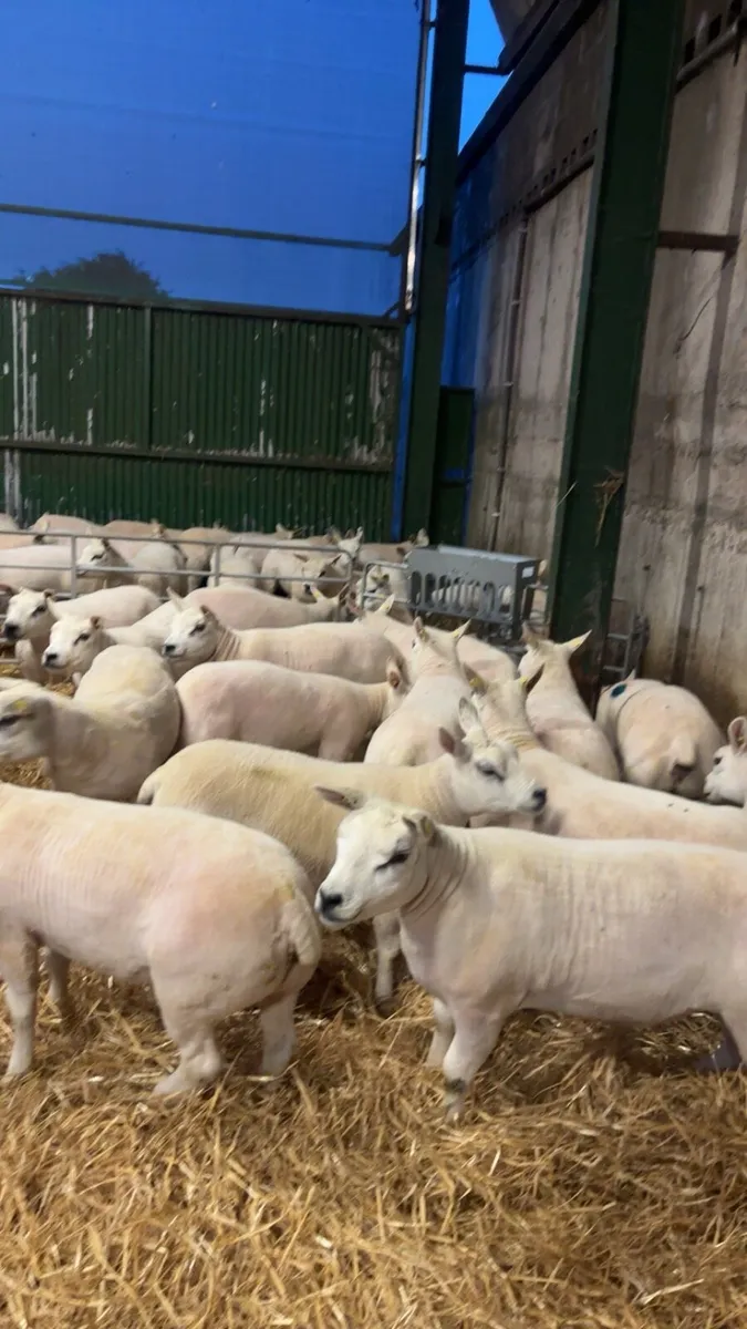 🇮🇪Sheep Shearing Nationwide 🇮🇪