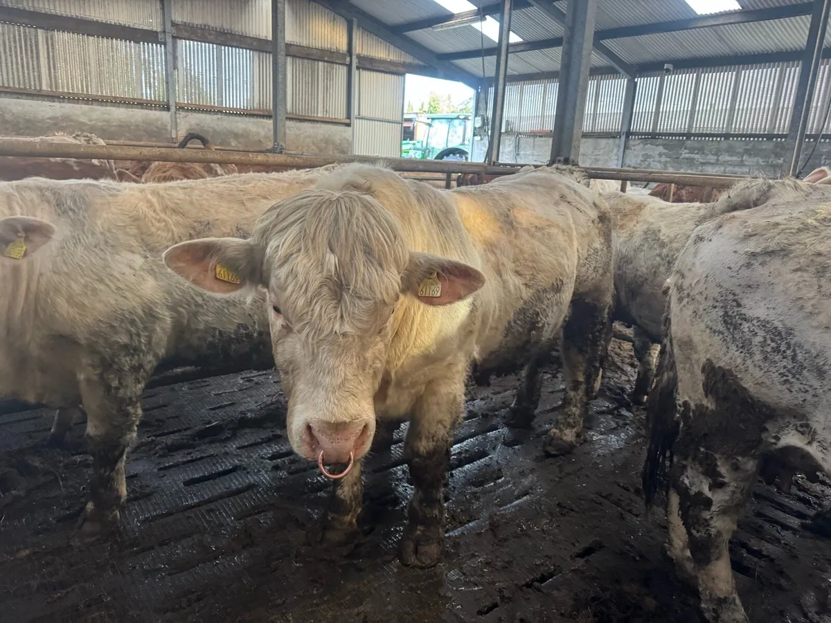Pedigree Charolais bulls for sale - Image 1