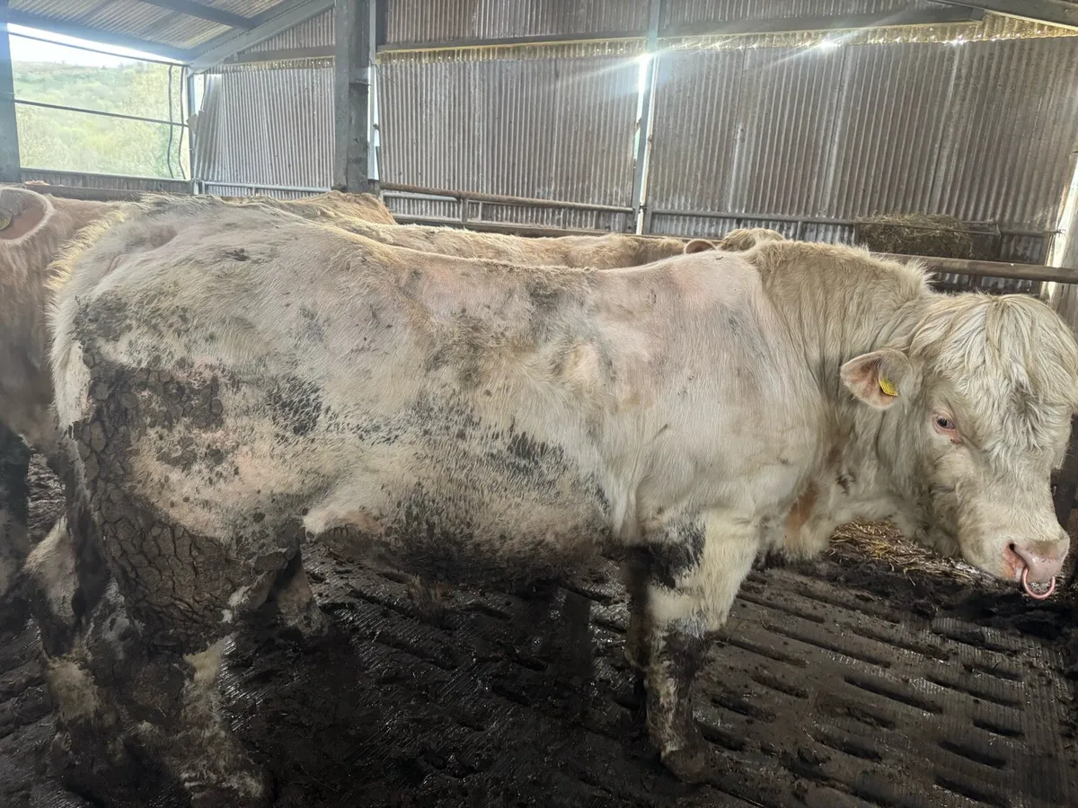 Pedigree Charolais bulls for sale - Image 2