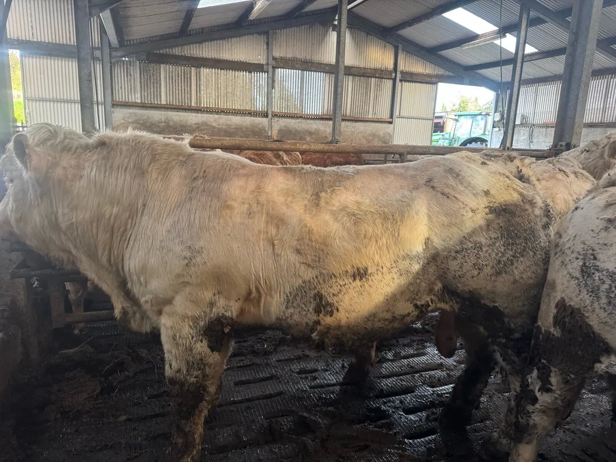 Pedigree Charolais bulls for sale - Image 3