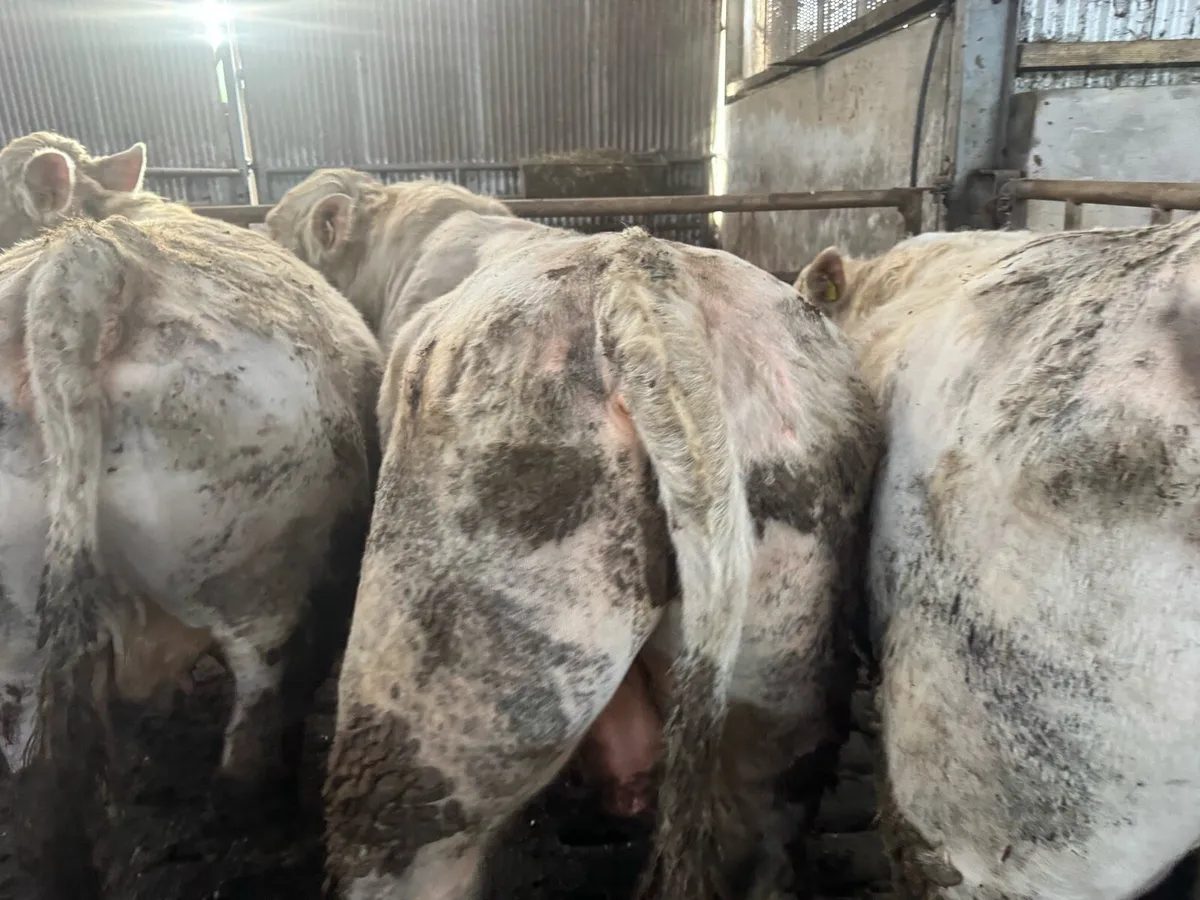 Pedigree Charolais bulls for sale - Image 4