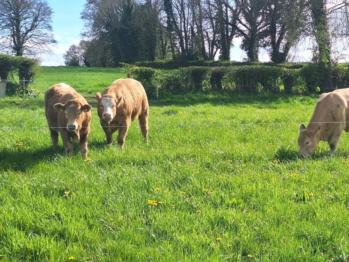 WEANLING HEIFERS - Image 3