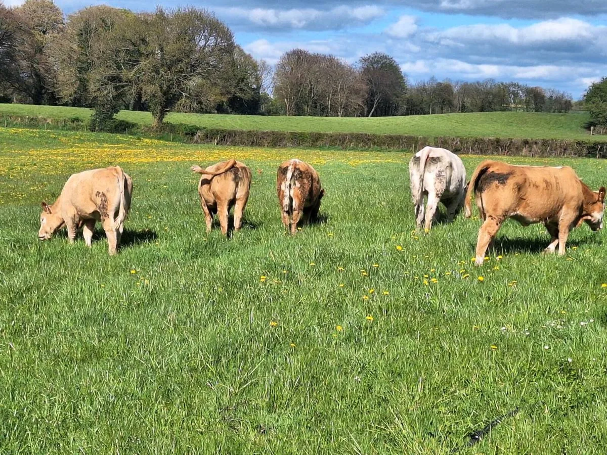 WEANLING HEIFERS - Image 4