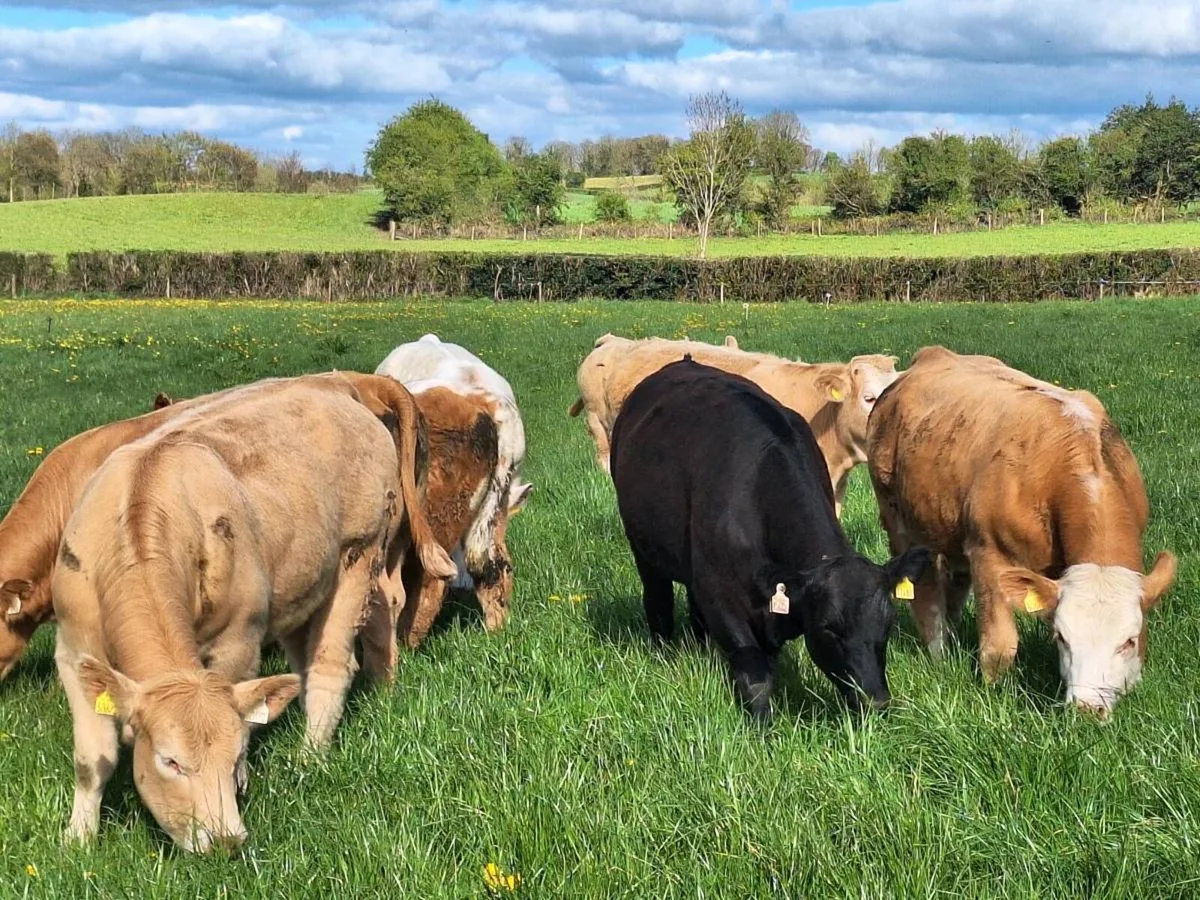 WEANLING HEIFERS - Image 1