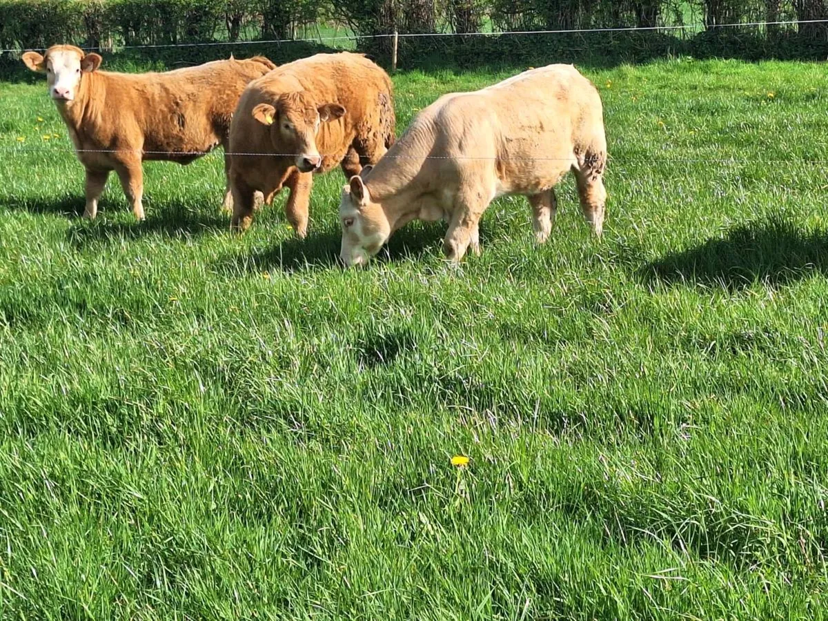WEANLING HEIFERS - Image 2