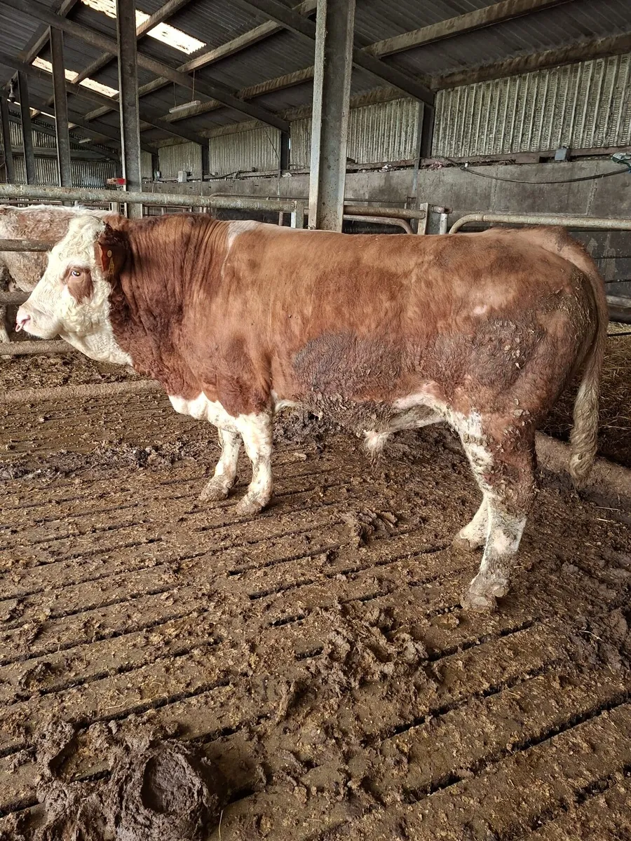 Stoch bull - Image 1