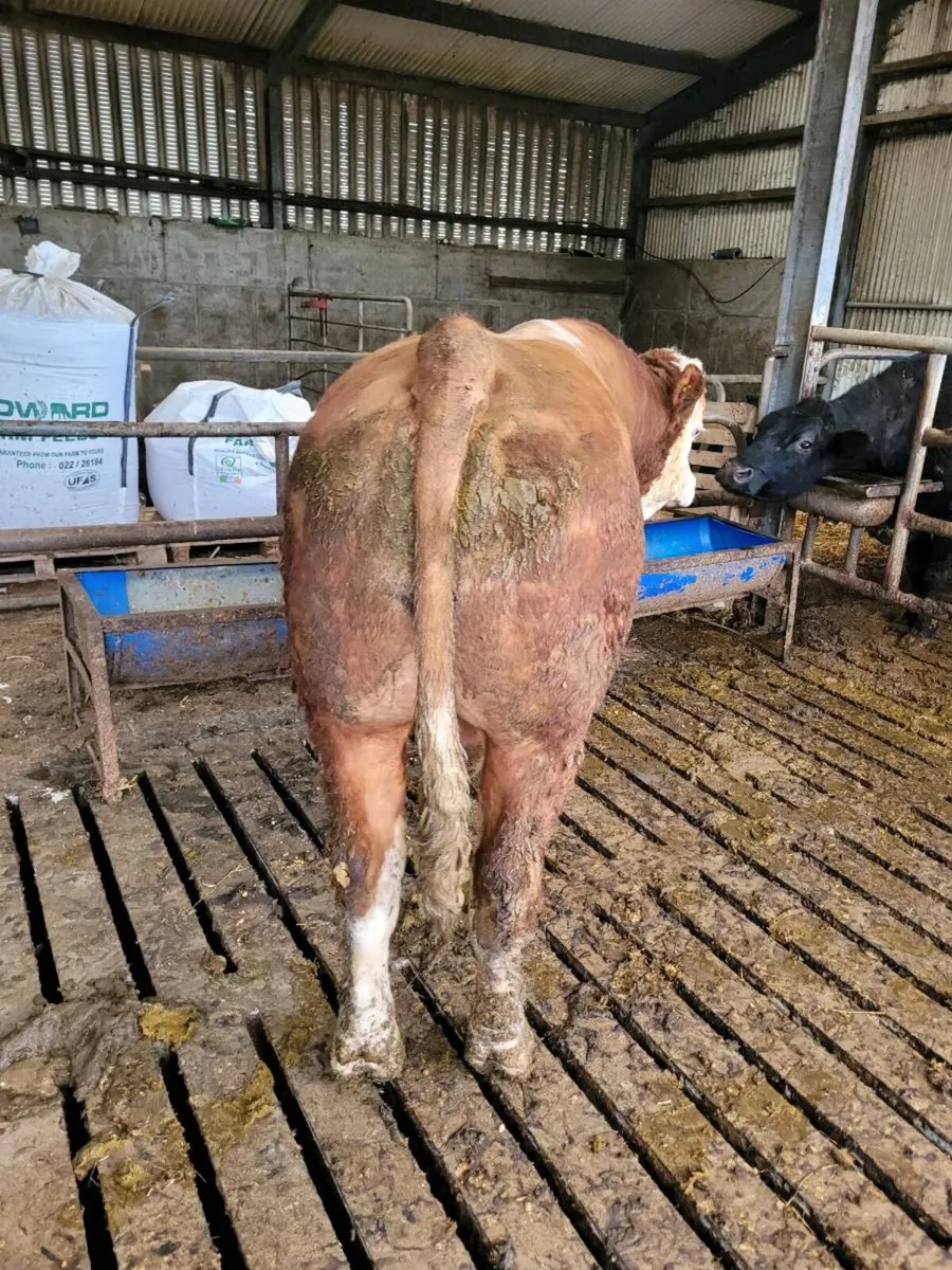 Stoch bull - Image 2